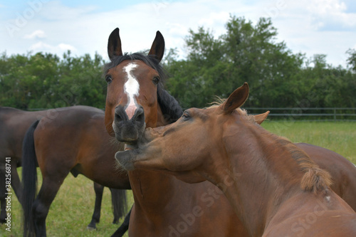 Two warmblood horses, playing together. Bay and chestnut. © Susanne Fritzsche