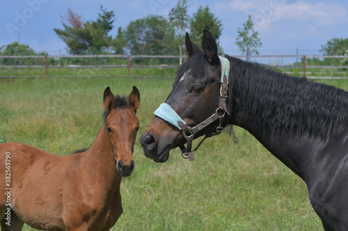Portrait of a cute bay warmblood filly and a dark bay mare.
