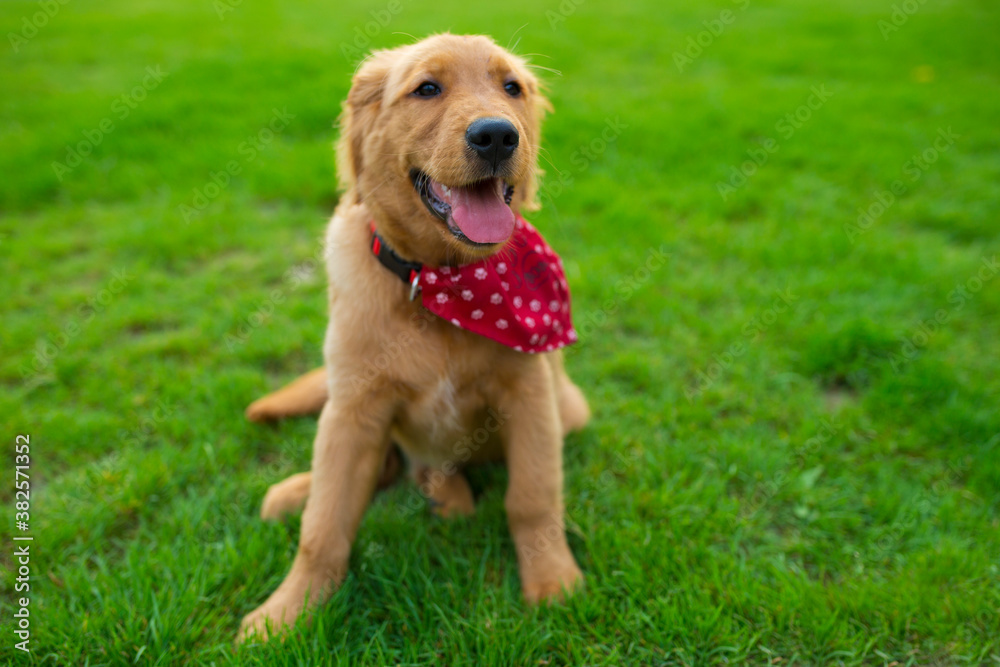 young golden retriever sitting on the lawn young golden retriever sitting on the lawn