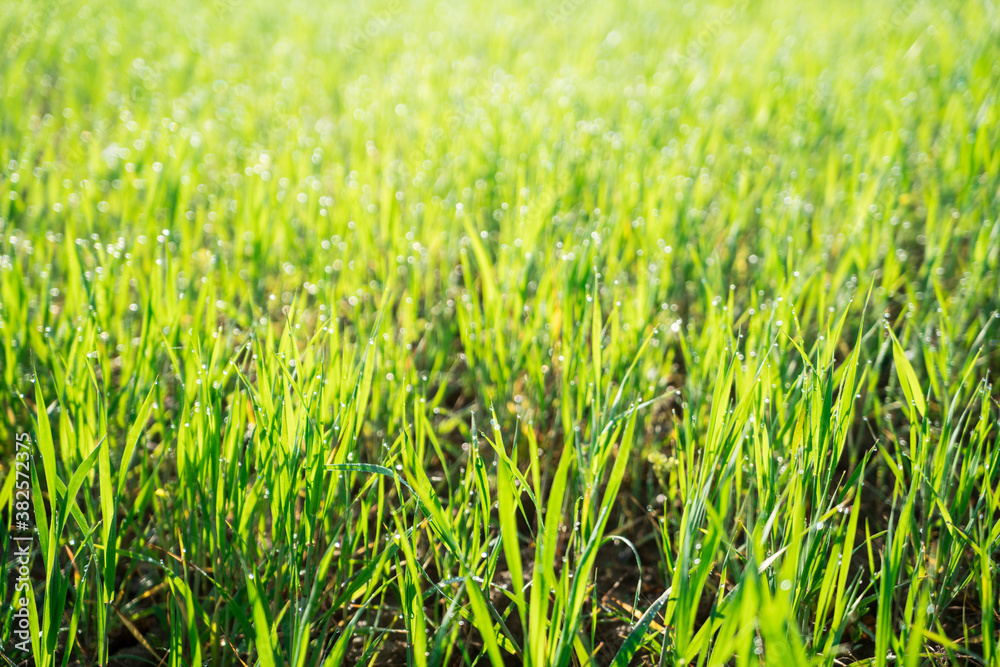 fresh green grass with water drops close-up fresh green grass with water drops close-up