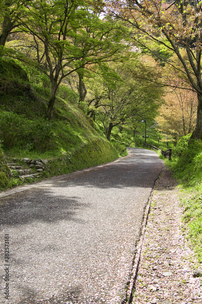 吉野山の新緑