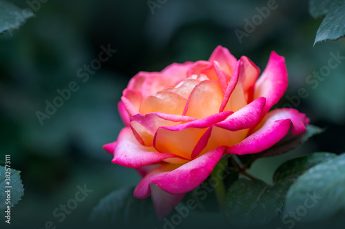 Eine gelbe Rose mit rosa Blattspitzen und grünen Hintergrund