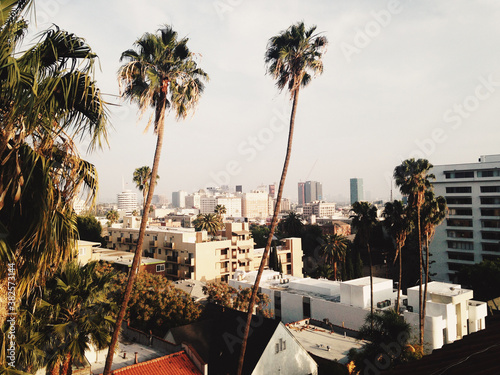 Hollywood Palms