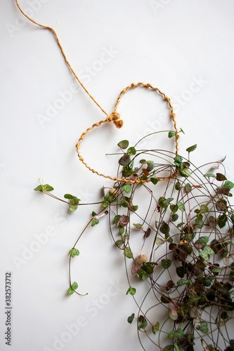 Ceropegia woodii, also known as chain of hearts, plant branch with heart shaped cord on white background