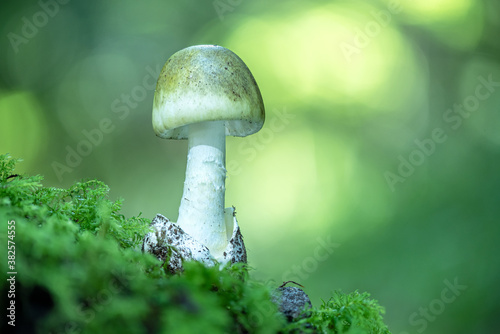 Amanita phalloides photo