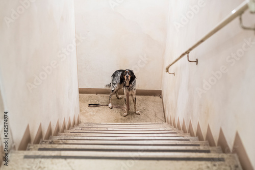 Dog waiting to go out