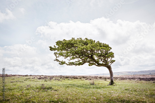 Wind blown tree