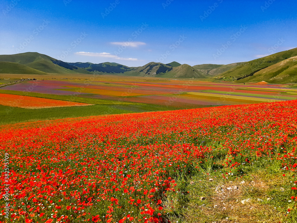 Lentil flowering with poppies and cornflowers in Castelluccio di Norcia, Italy