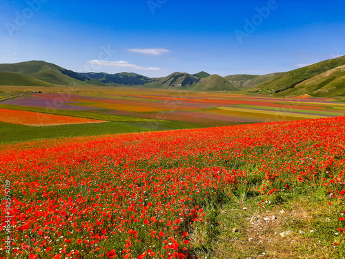 Lentil flowering with poppies and cornflowers in Castelluccio di Norcia  Italy