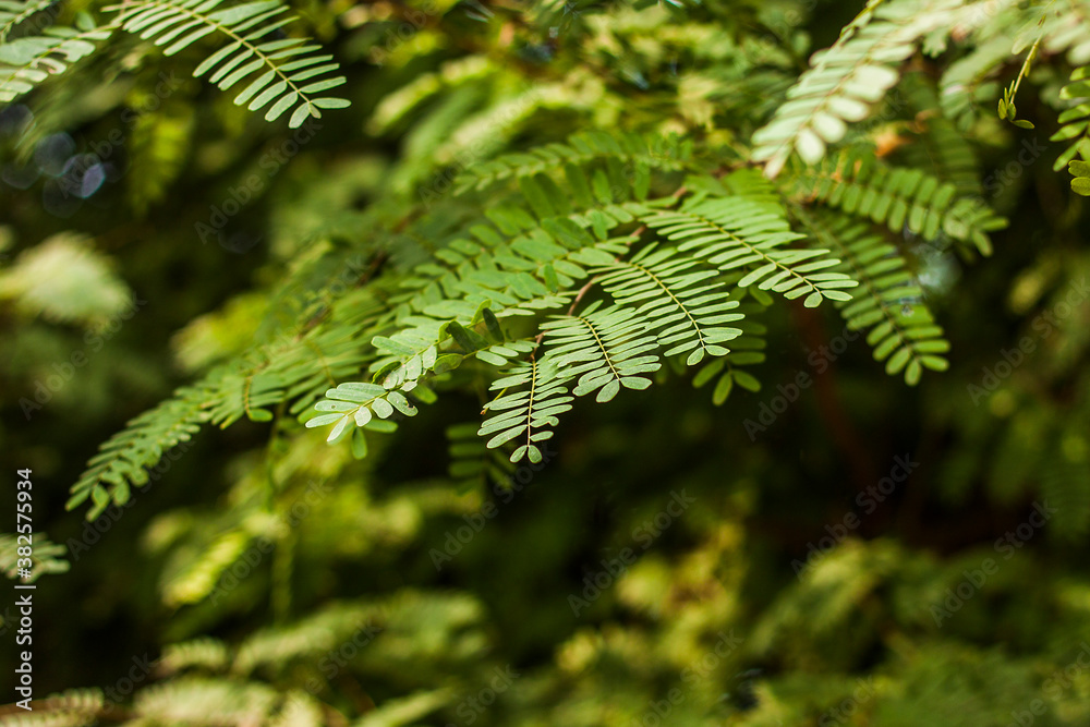 Tamarind leaves Tamarind leaves