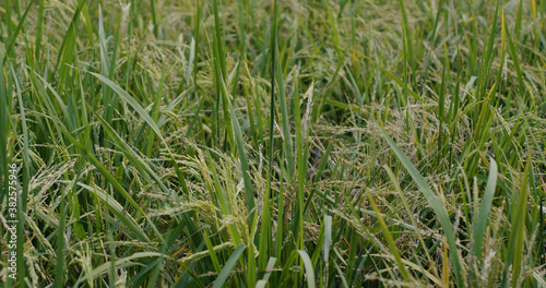 Green fresh paddy rice field