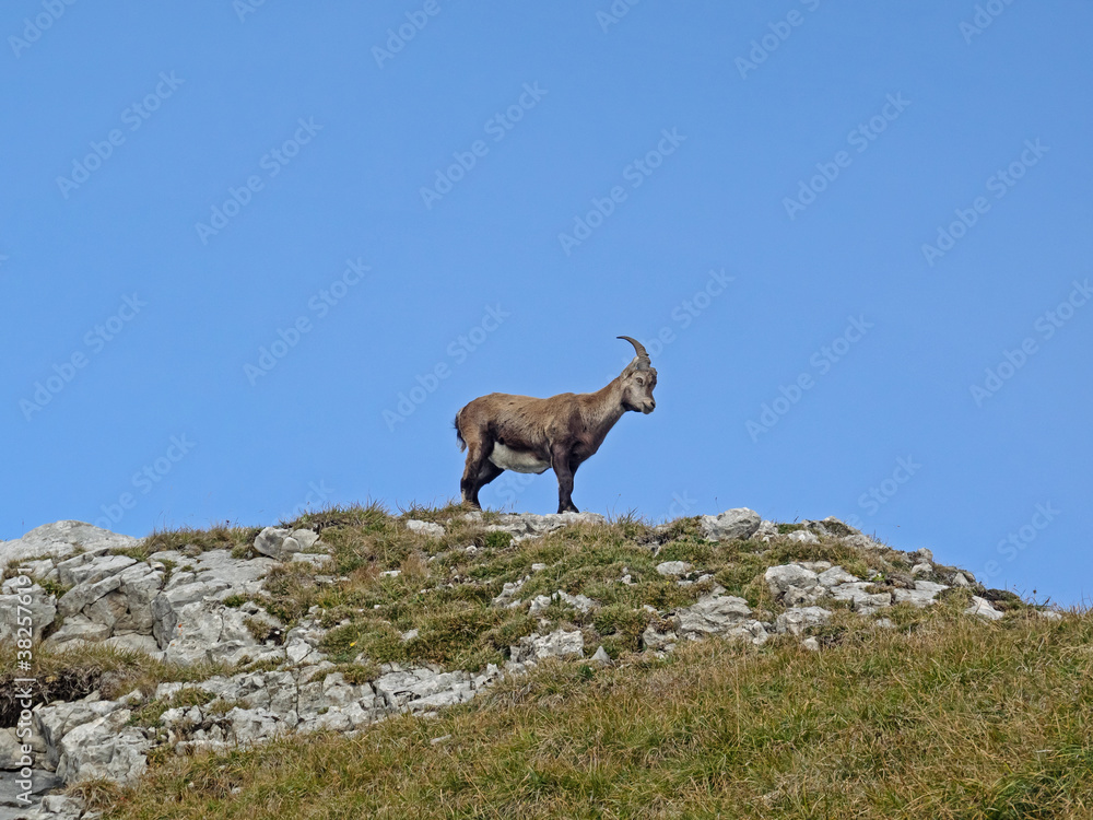 Young Capricorn, Junger Steinbock (Capra ibex)