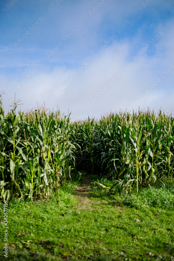 Corn field on a nice blue sky day Corn field on a nice blue sky day