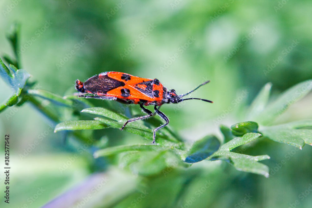 Red bedbug on a branch Red bedbug on a branch