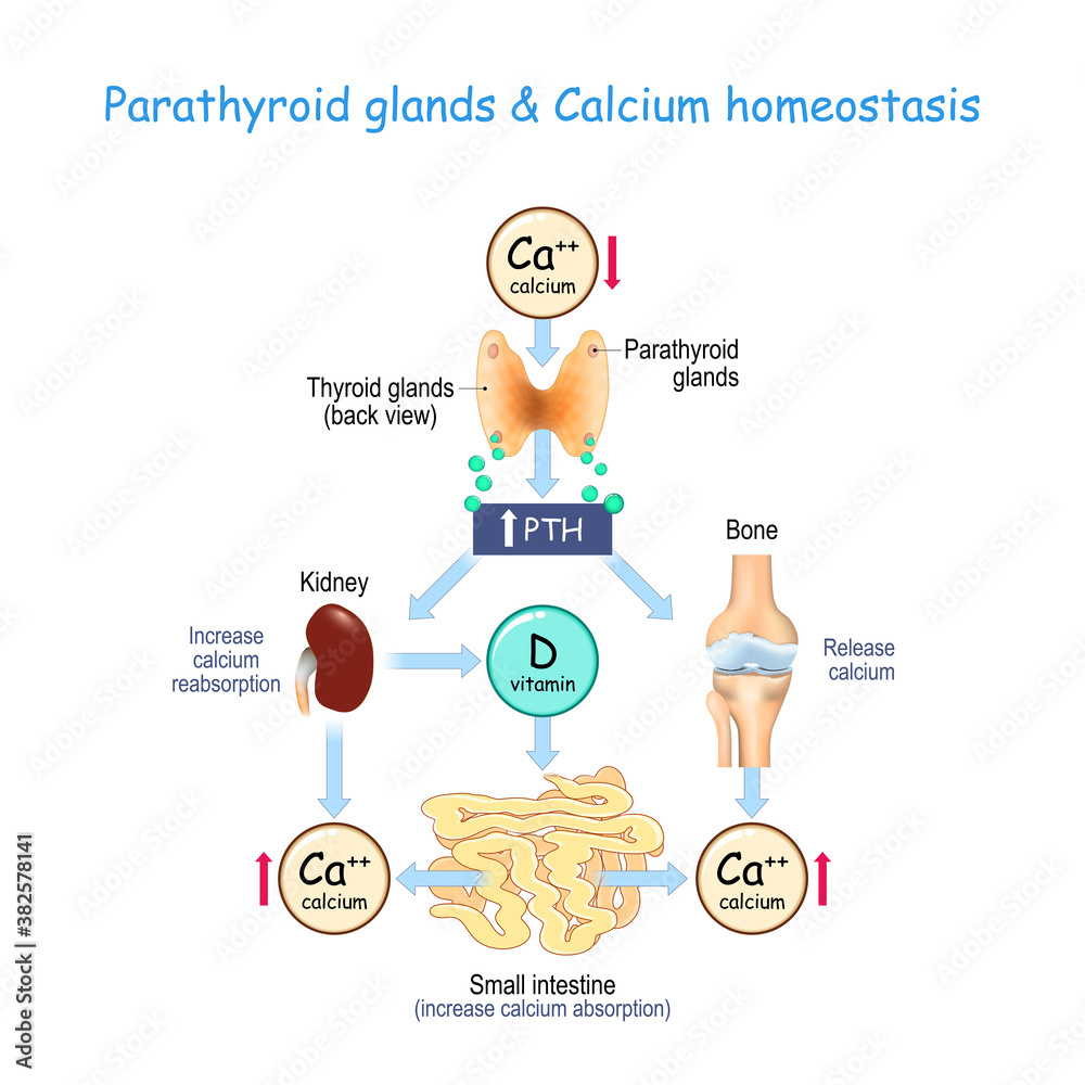 vitamin D, and Calcium homeostasis. Parathormone (PTH) Stock Vector