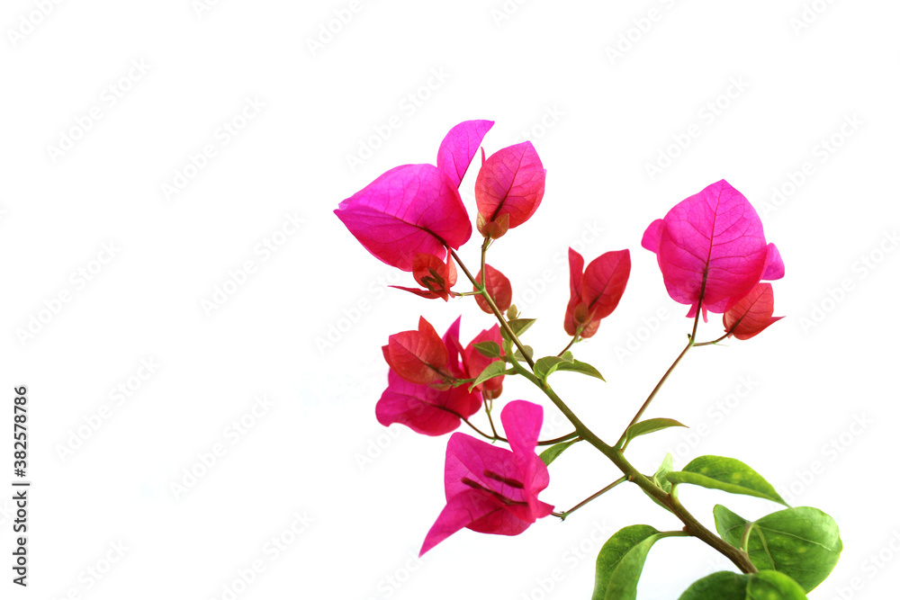 blooming fresh bougainvillea on white background