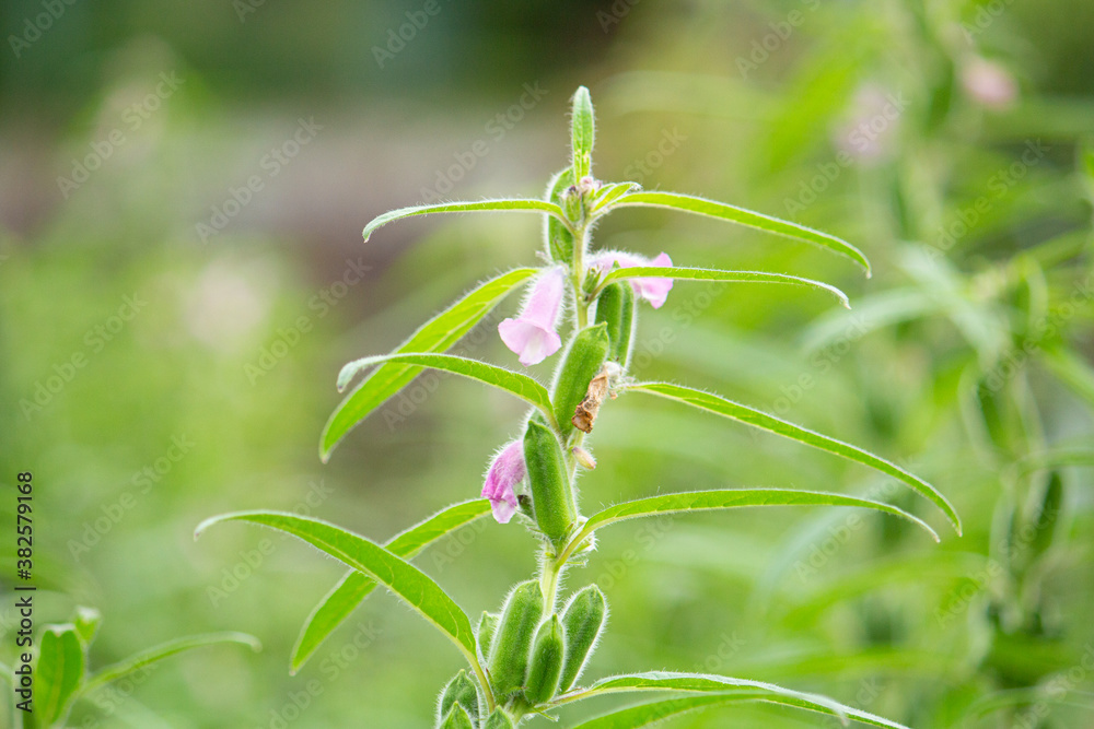 ゴマ 胡麻 学名 Sesamum Indicum の花 9月 日本 食用油などに使われる Stock Photo Adobe Stock