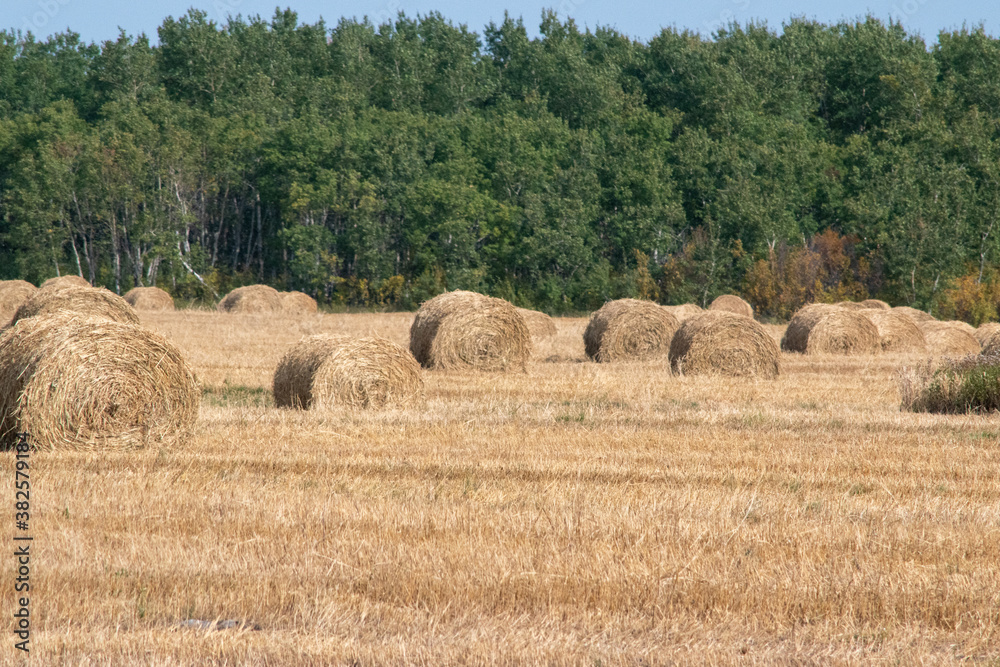 Fototapeta premium Hay Bales after fall harvest on the Canadian Prairies.