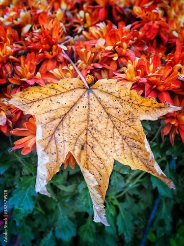 Couleurs et feuilles d’automne 
