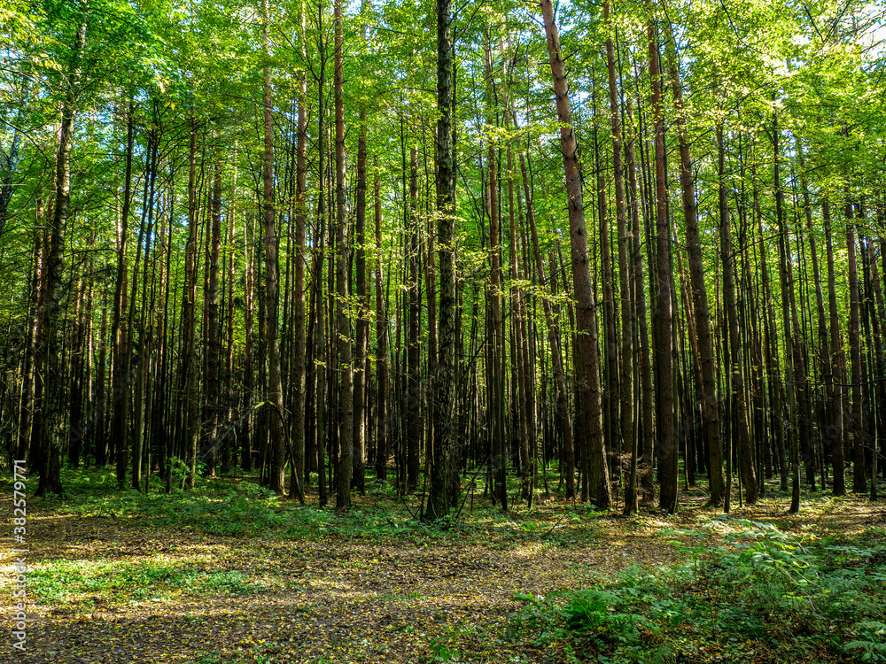 Obraz premium Trees grow like a bamboo forest