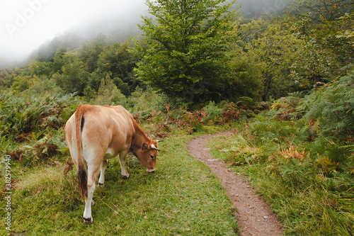 cow on the meadow