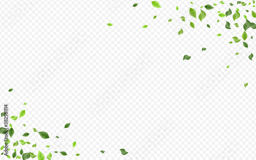 Mint Leaf Tea Vector Transparent Background 