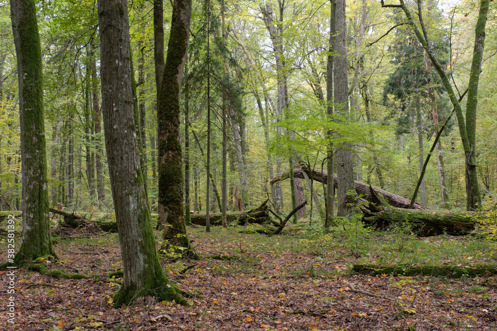 Fototapeta premium Deciduous stand with hornbeams and oaks
