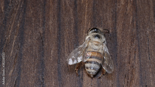 Fototapeta Naklejka Na Ścianę i Meble -  dead bees showing many details of body