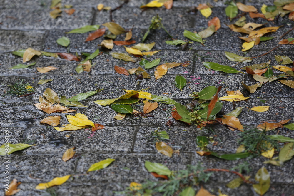 Leaves falling to the ground on a rainy day