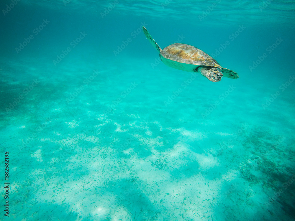 Sea Turtle in Underwater Wonderland