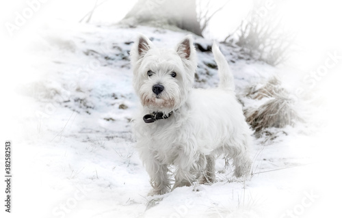 Winter walk at snowing park. White dog. West highland white terrier.