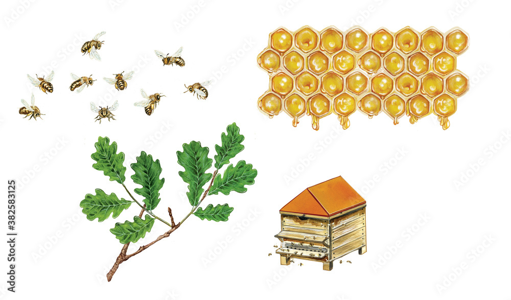 realistic watercolor hand made illustration of honeydew with honey bee ...