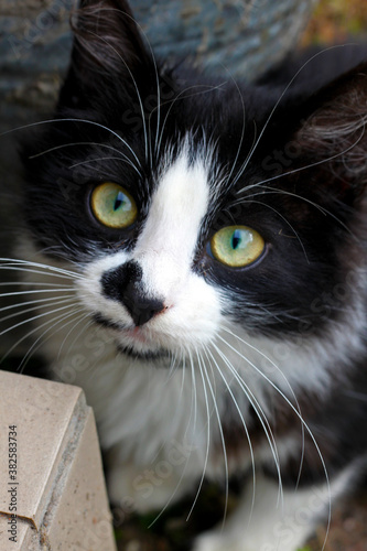 portrait of a cat