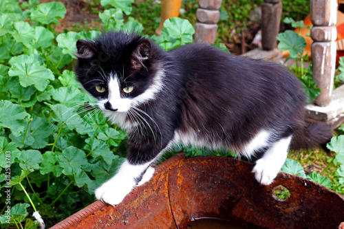 cat on a tree