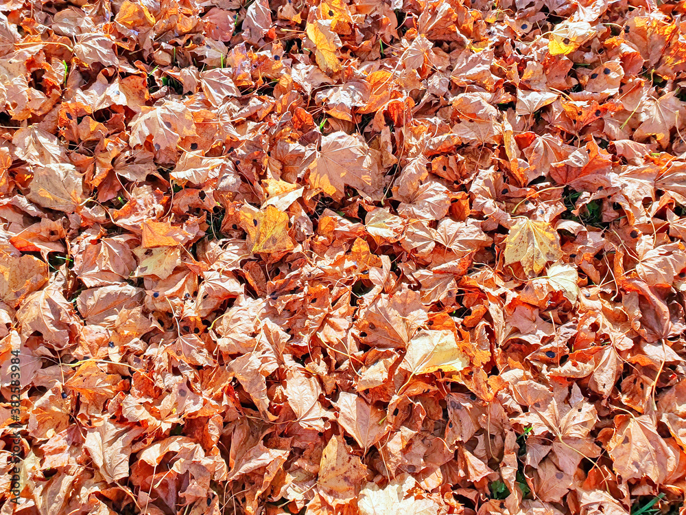 dry fallen maple leaves, orange autumn background, foliage underfoot