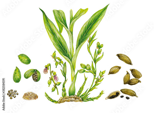 realistic botanic illustration of cardamom plant ( Elettaria cardamomum) with leaves, flowers , green fruits, dried pots, seeds and power 