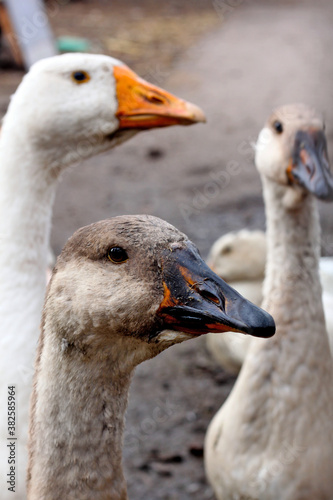 goose on the farm