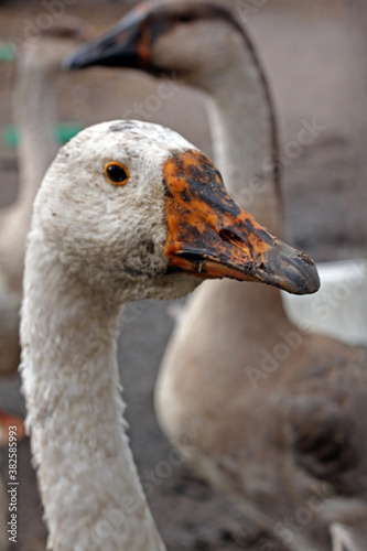 portrait of a goose