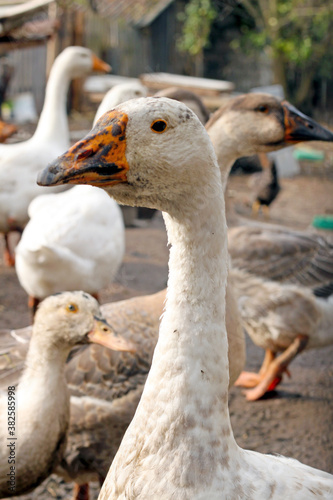 white goose on the farm