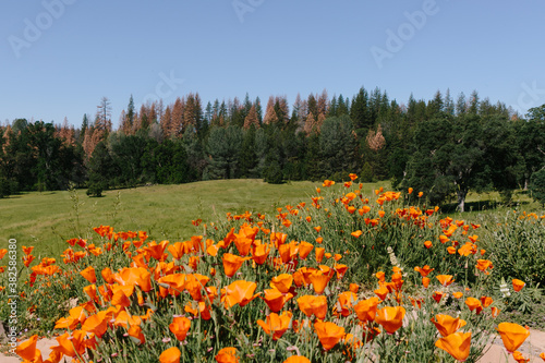 Field of orange poppies photo