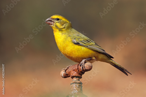 A male yellow canary (Crithagra flaviventris) perched on a tap, South Africa.