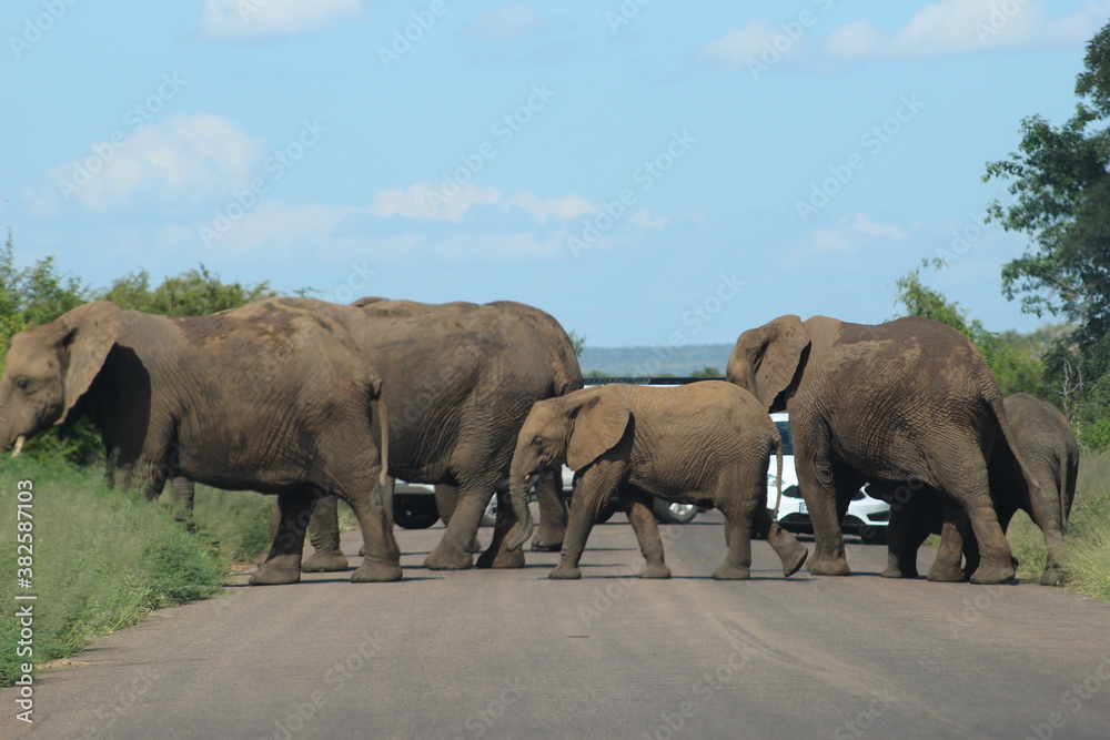 Fototapeta premium Photos taken in Kruger National Park