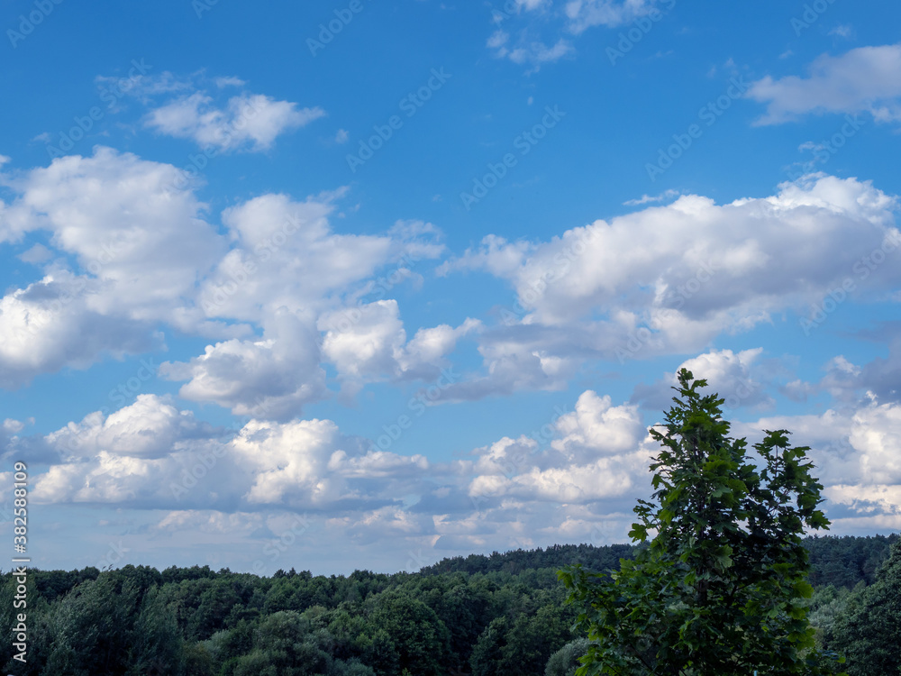 horizontal panorama. blue sky with white clouds and treetops
