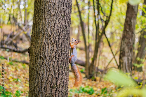 Red squirrel in the autumn forest. Plays by funny squirrels sunny day on the ground are colorful leaves of trees.