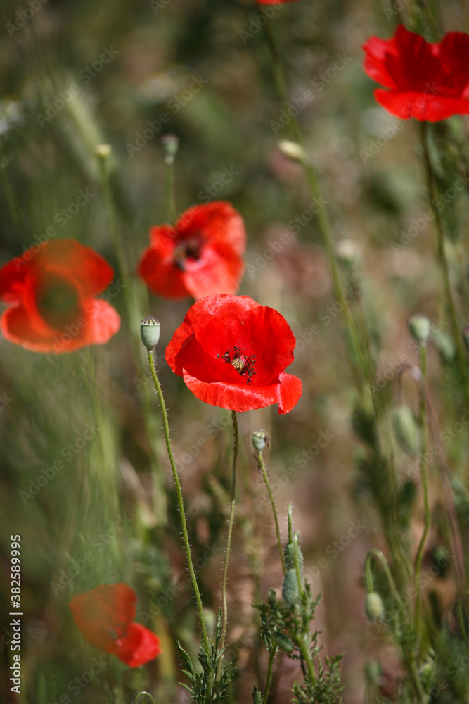 Fototapeta premium Field of poppies and greens