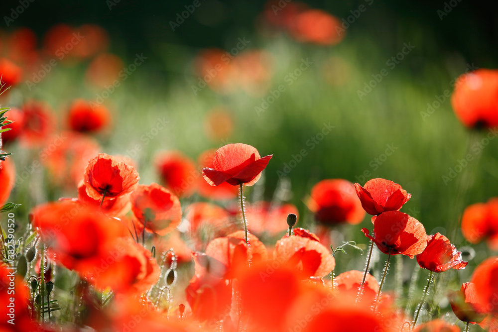 Obraz premium Field of poppies and greens