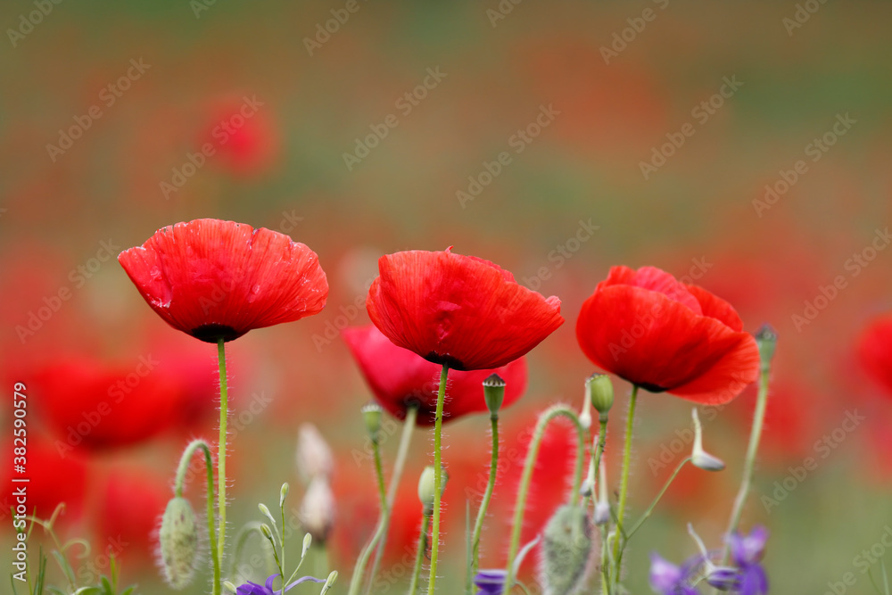 Fototapeta premium Field of poppies and greens