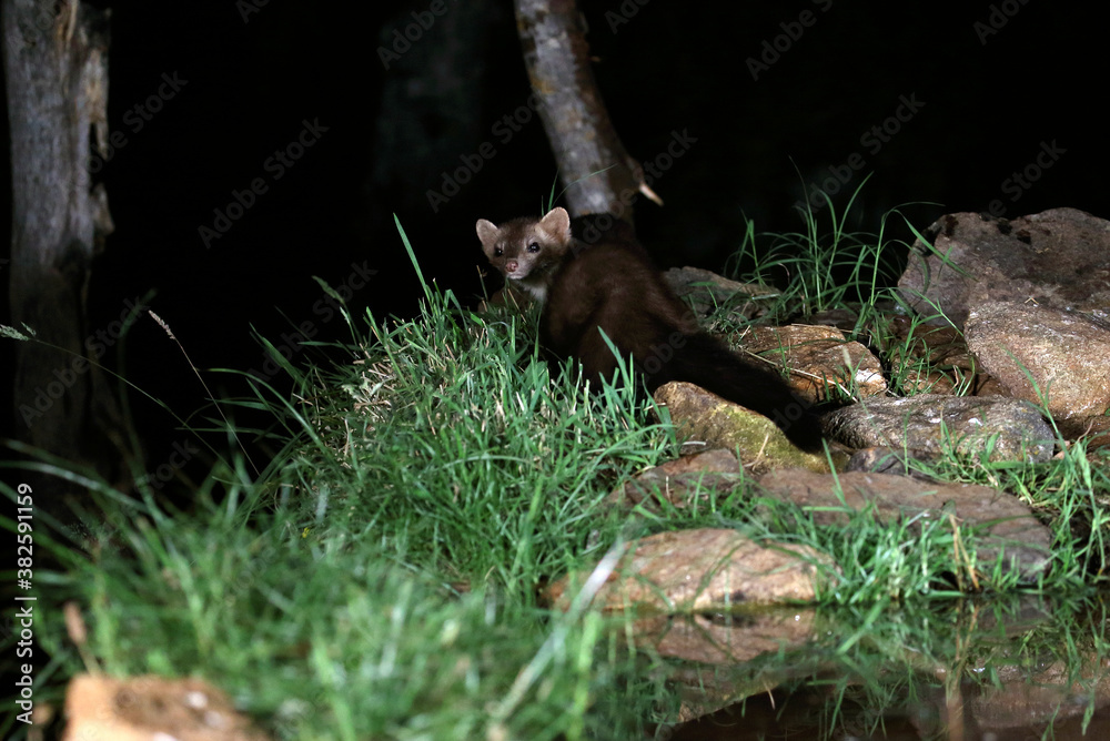 Obraz premium Stone marten at a water point in the early evening