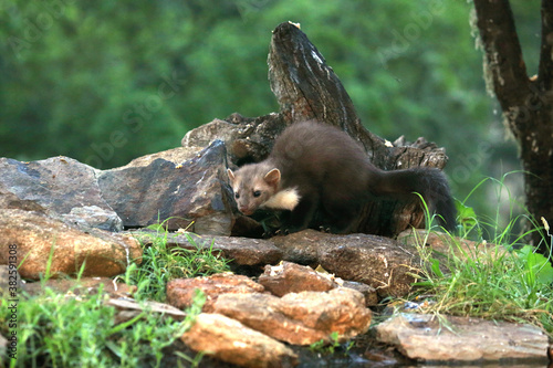 Stone marten at a water point in the early evening