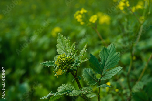 Knospen und grüne Blätter von Raps / Winterraps (lat.: Brassica napus) im Herbst auf einem bäuerlichen Feld